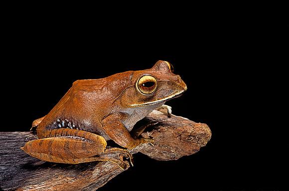 Boophis madagascariensis