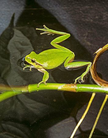 Hyla meridionalis (rainette) - couple