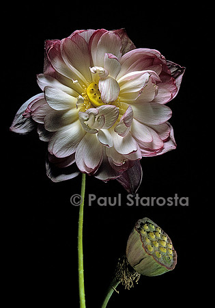 Nelumbo nucifera ‘Sharon’