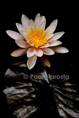 Nymphaea ‘Rosennymphe’