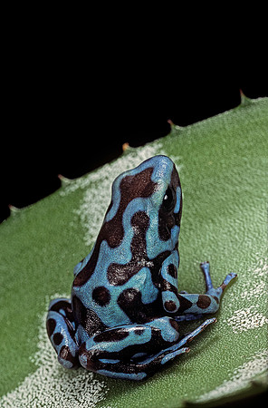 Dendrobates auratus