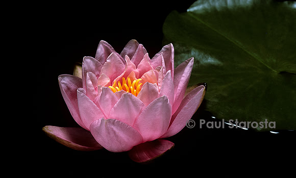 Nymphaea ‘Pink Pumpkin’