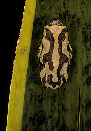 Hyperolius marmoratus