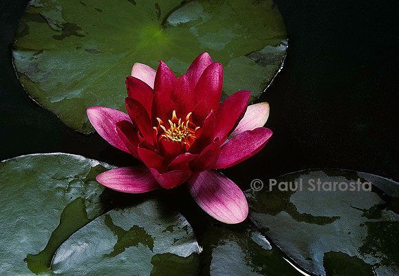 Nymphaea ‘Escarboucle’