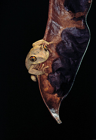 Leptopelis sp.