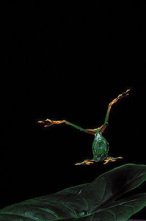 Rhacophorus reinwardtii - volant