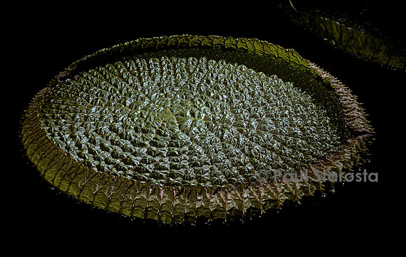 Victoria cruziana - feuille (3)