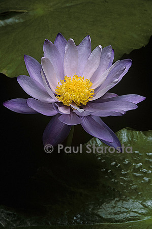 Nymphaea gigantea