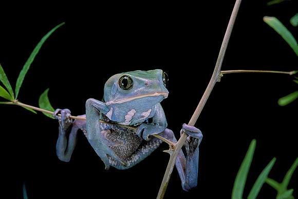 Phyllomedusa sauvagii
