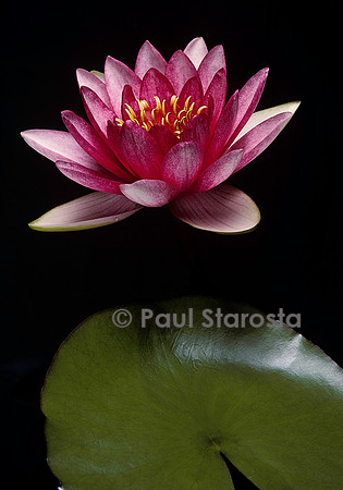 Nymphaea ‘Conqueror’