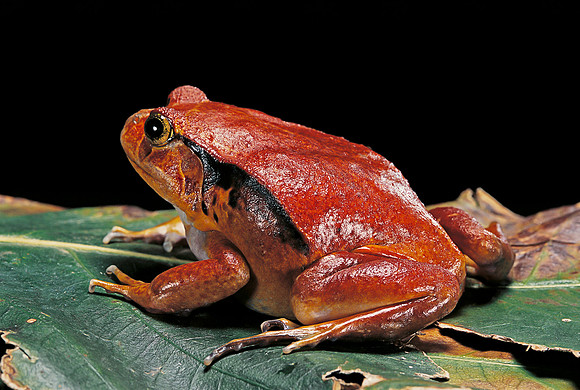 Dyscophus antongilii (grenouille tomate)