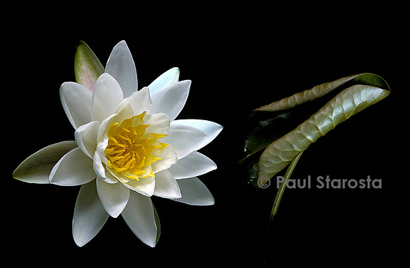 Nymphaea ‘Pöstlingberg’