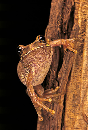 Leptopelis sp.