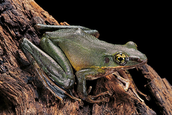 Odorrana hosii