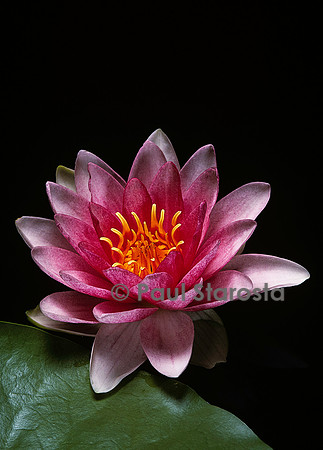 Nymphaea ‘Rembrandt’