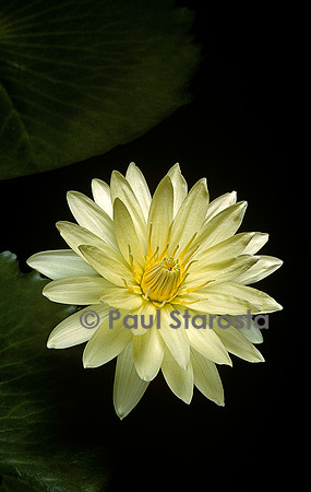 Nymphaea ‘Jamie Lu Skare’