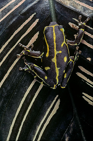Hyperolius viridiflavus