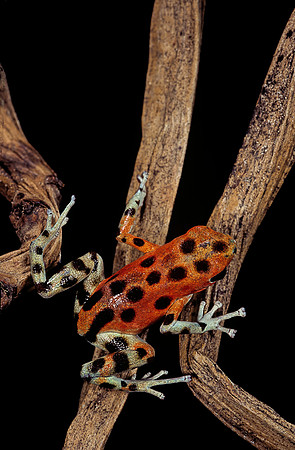 Oophaga pumilio f. bastimentos
