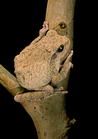 Chiromantis xerampelina