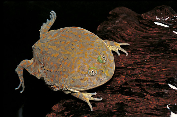 Lepidobatrachus laevis