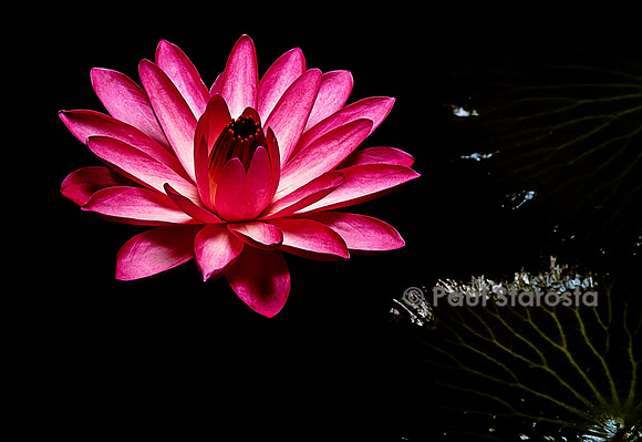 Nymphaea ‘Mrs. Emily Grant Hutchings’