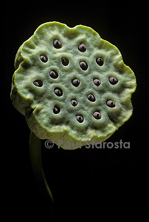 Fruit de lotus