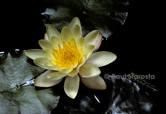Nymphaea ‘Moorei’