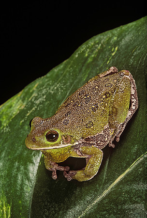 Hyla gratiosa