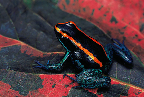 Phyllobates vittatus
