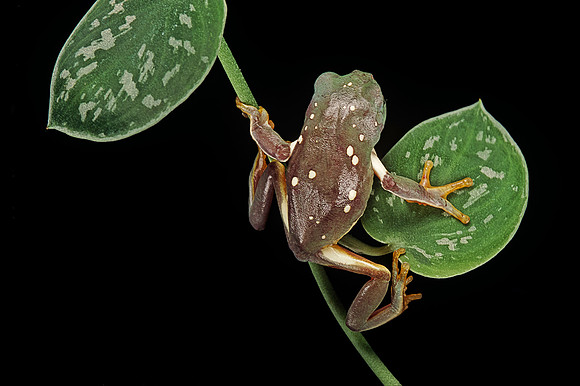 Pachymedusa dacnicolor