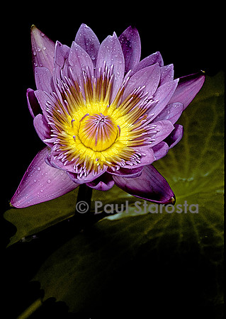 Nymphaea ‘Castaliflora’