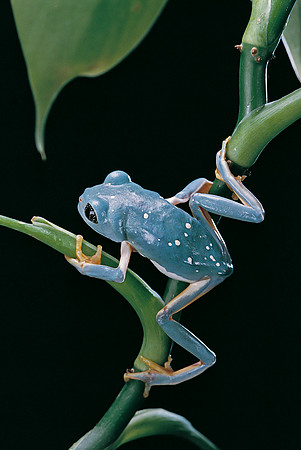 Pachymedusa dacnicolor