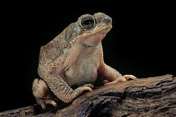Anaxyrus punctatus (crapaud tacheté)