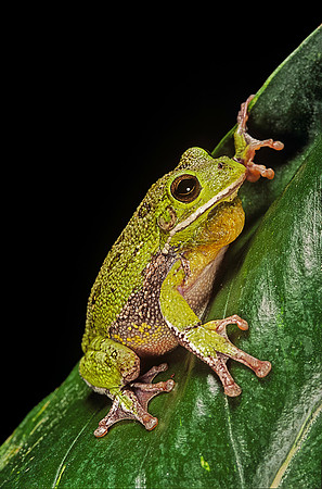 Hyla gratiosa