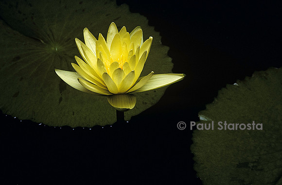 Nymphaea ‘Yellow Dazzler’