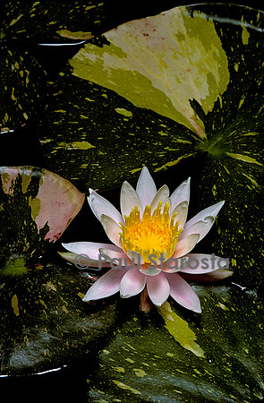 Nymphaea ‘Arc-en-Ciel’