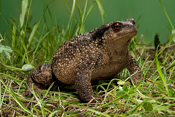 Bufo bufo (crapaud commun)
