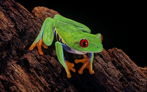 Agalychnis callidryas (grenouille singe)
