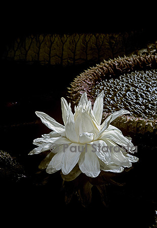 Victoria cruziana - fleur