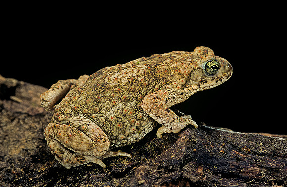 Mertensophryne usambarae