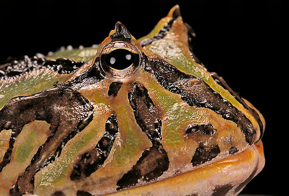 Ceratophrys cranwelli x cornuta