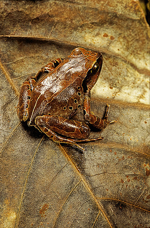 Arthroleptis variabilis