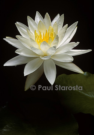Nymphaea ‘Virginia’