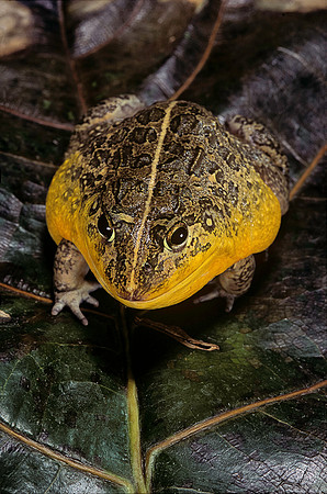 Pyxicephalus edulis