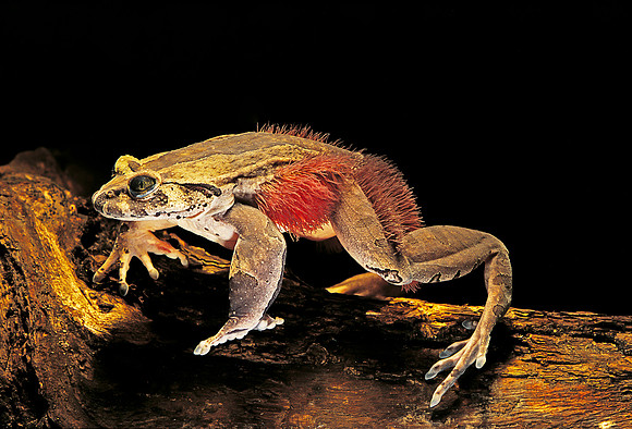 Trichobatrachus robustus (grenouille velue)