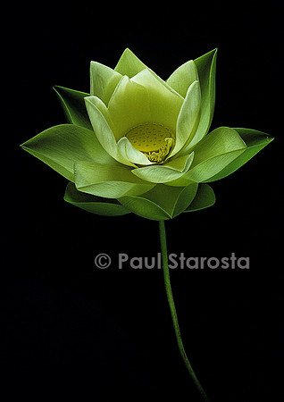 Nelumbo nucifera ‘Perry’s Giant Sunburst’