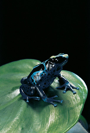 Dendrobates tinctorius f. agreja