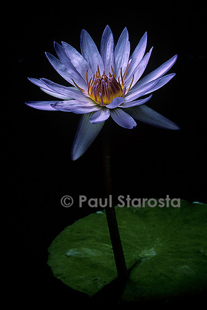 Nymphaea ‘Robert Strawn’