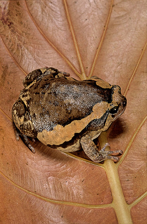 Kaloula pulchra