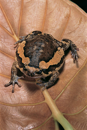 Kaloula pulchra